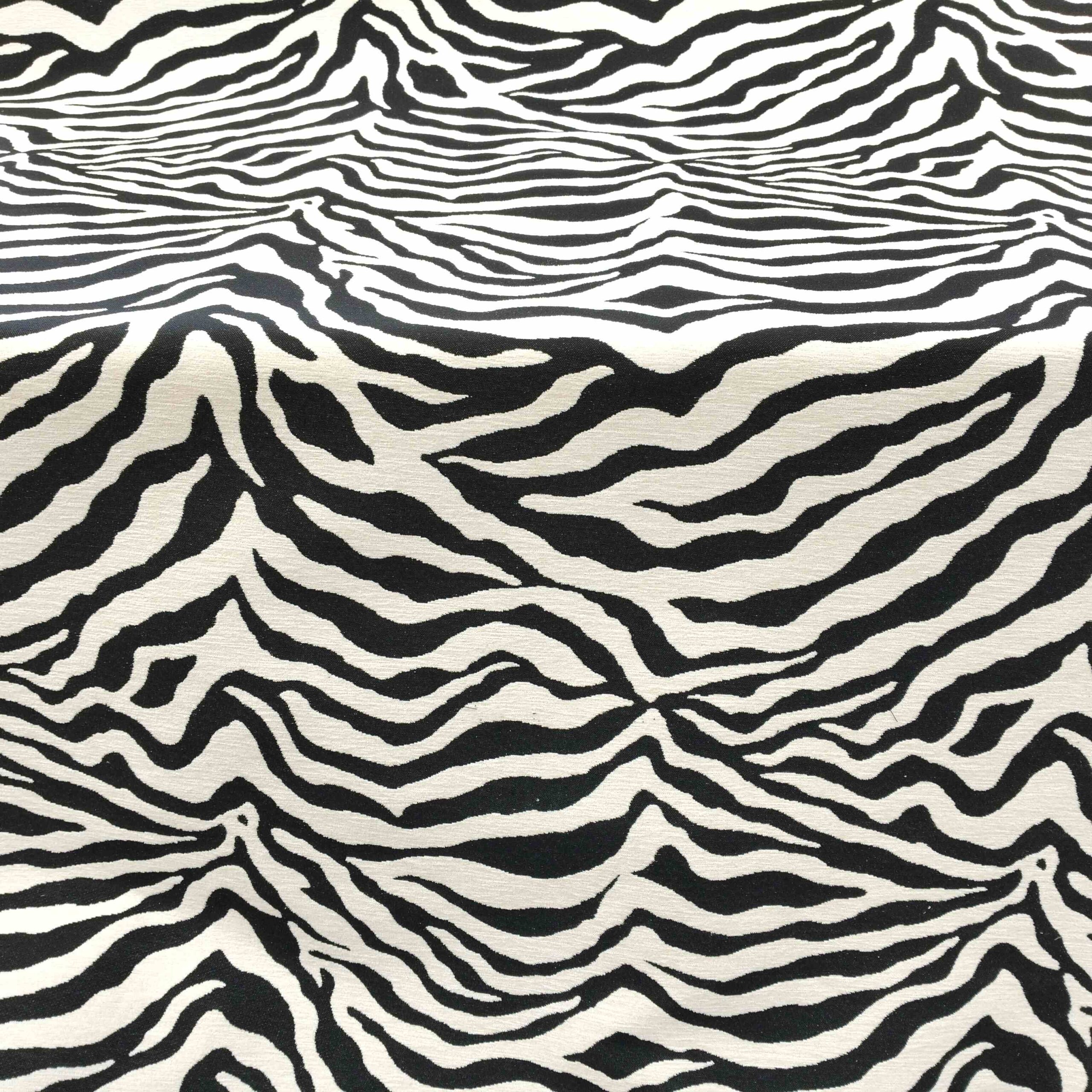 Zebra1